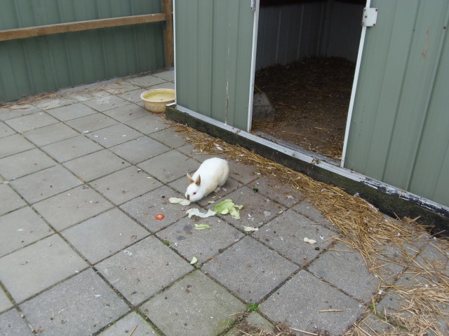 ../fotos/het_verlaat_2016/2016-07-01 16.22.47.jpg